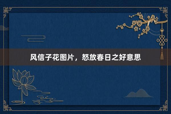 风信子花图片，怒放春日之好意思